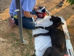 Atacan con ácido al perrito ‘Capuchino’; le destrozan su lengua y muere 