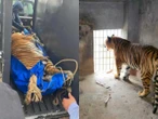 Aseguran cuatro felinos exóticos en domicilio de Pachuca; dos tigres y dos leones