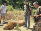 Abaten a león tras atacar a una persona y lo exhiben como trofeo | FOTOS