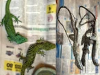 Sujeto es procesado por traficar fauna en peligro de extinción; extrajo 299 especies