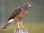 México con 390 nuevos brotes de gusano barrenador; el parásito ya llegó a fauna silvestre