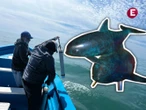 ¡Aún hay esperanza! En 2025, van 41 encuentros acústicos con la vaquita marina