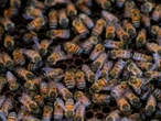 Abejas asesinas; reportan un muerto y varios heridos tras recientes ataques en Morelos
