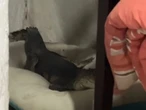 Video: cocodrilo invade casa en Tamaulipas y se apodera de la cama de las perritas