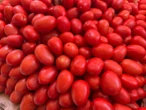 EU anuncia aranceles del 17 por ciento a tomate mexicano