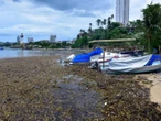 Retiran más de 100 toneladas de lirio en playas afectadas por tormentas