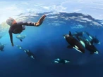 Hasta 39 mil pesos cuesta nadar con orcas en BCS; expertos se oponen y advierten riesgos