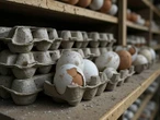 ¡Alerta sanitaria! Famosa marca de huevos contaminada con bacteria: FDA