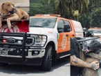 Elementos de PC y equipo canino salen de Nuevo León para apoyar en Texas