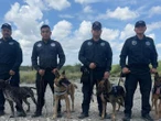 Binomios caninos de Coahuila se suman a búsqueda de víctimas de inundaciones en Texas