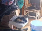 Abandonadas y en riesgo, rescatan a 16 mascotas en Zapopan tras denuncia ciudadana