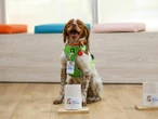 ‘Manchas’, el perro que se hizo viral al detectar fugas de agua en México | VIDEO