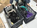 Detienen en Chiapas a sujeto que transportaba 9 monos arañas y 8 guacamayas rojas 