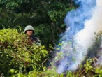 Ejército destruye 203 plantíos de enervantes en 6 estados