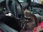 Mapache con pipa de metanfetamina causa arresto de su dueña en Ohio. VIDEO