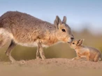 Un viaje al Fin del Mundo que revela una asombrosa diversidad de especies