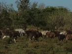 EU abre frontera a exportación de ganado mexicano tras combate a gusano barrenador