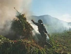 Defensa y Armada erradican 147 plantíos ilegales en seis estados