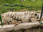 Tigre de Bengala escapa en Xicotepec, Puebla: Profepa activa operativo de búsqueda