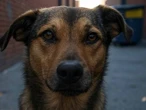 ¿Un perro callejero merece amor? La historia del “Patotas” busca cambiar las leyes en Hidalgo