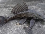 ¡La pesadilla es real! Pez Diablo intenta apoderarse de Bacalar