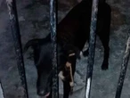 Autoridades de Yucatán ‘encarcelan’ a perrito que atacó a tres personas; piden no sacrificarlo