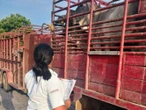 Aumentan a seis los casos de gusano barrenador en humanos en México