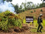 Ejército Mexicano destruye 212 plantíos de amapola y mariguana el fin de semana