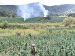 Ejército y FAM destruyen 376 plantíos de drogas en cinco estados 