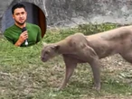 Puma captado en VIDEO en NL devorando a un gato tiene sarna
