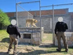 Hallan una leona, avestruces y hasta pecaríes en un domicilio de Durango