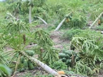 Productores de papaya pierden cosecha por paso de Erick; 'es una pérdida millonaria'