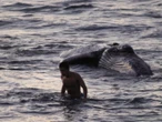 Semar libera a ballena jorobada en Bahía de los Ángeles, BC | VIDEO