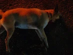 Reportan envenenamiento masivo de al menos 16 perros en la Central de Abastos de Mérida