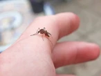 Los mosquitos ya llegaron a Islandia... y es más preocupante de lo que se lee