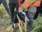 Rescatan a perrito que permaneció atrapado en un pozo