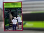 VIDEO: Intentan subir a burra a un autobús; denuncian maltrato animal