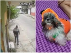 Hombres entran a casa a robar y se llevan a perrito de 4 meses en Veracruz
