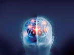 Grasa y azúcar, detrás del daño cerebral; afectan la memoria aprendizaje y emociones