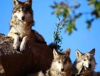 Lobo Mexicano volvió de la extinción gracias a zoológicos: AZCARM