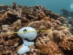 La Gran Barrera de Coral sufre el blanqueamiento más severo de la historia 