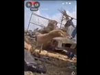 Captan a empleados de Piedras Negras tirando perros como basura; los investigan 