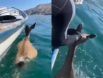 ¡Héroes del mar! Pescadores rescatan a venado que nadaba en el Golfo de California | VIDEO