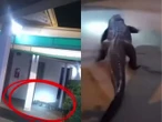 VIDEO | Enorme caimán se cuela en hotel y desata operativo de emergencia