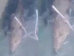 Familia de cocodrilos invade alcantarillas de Villahermosa; vecinos viven en alerta | VIDEO