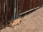 Lanza UNESCO ultimátum a México y EU por impactos del muro en El Pinacate y Gran Desierto de Altar