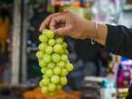 Año Nuevo: Pagan hasta 117 pesos el kilo de uvas para los ‘12 deseos’