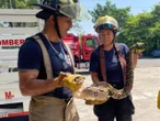 Capturan serpiente de dos metros en Veracruz; devoraba a un pequeño gatito