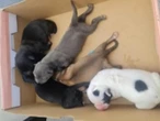 Rescatan a 29 perritos durante cateos en Hidalgo  