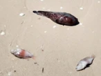 Alertan por marea roja en región costera de Progreso a Celestún; ‘la gente tiene miedo de comer mariscos’